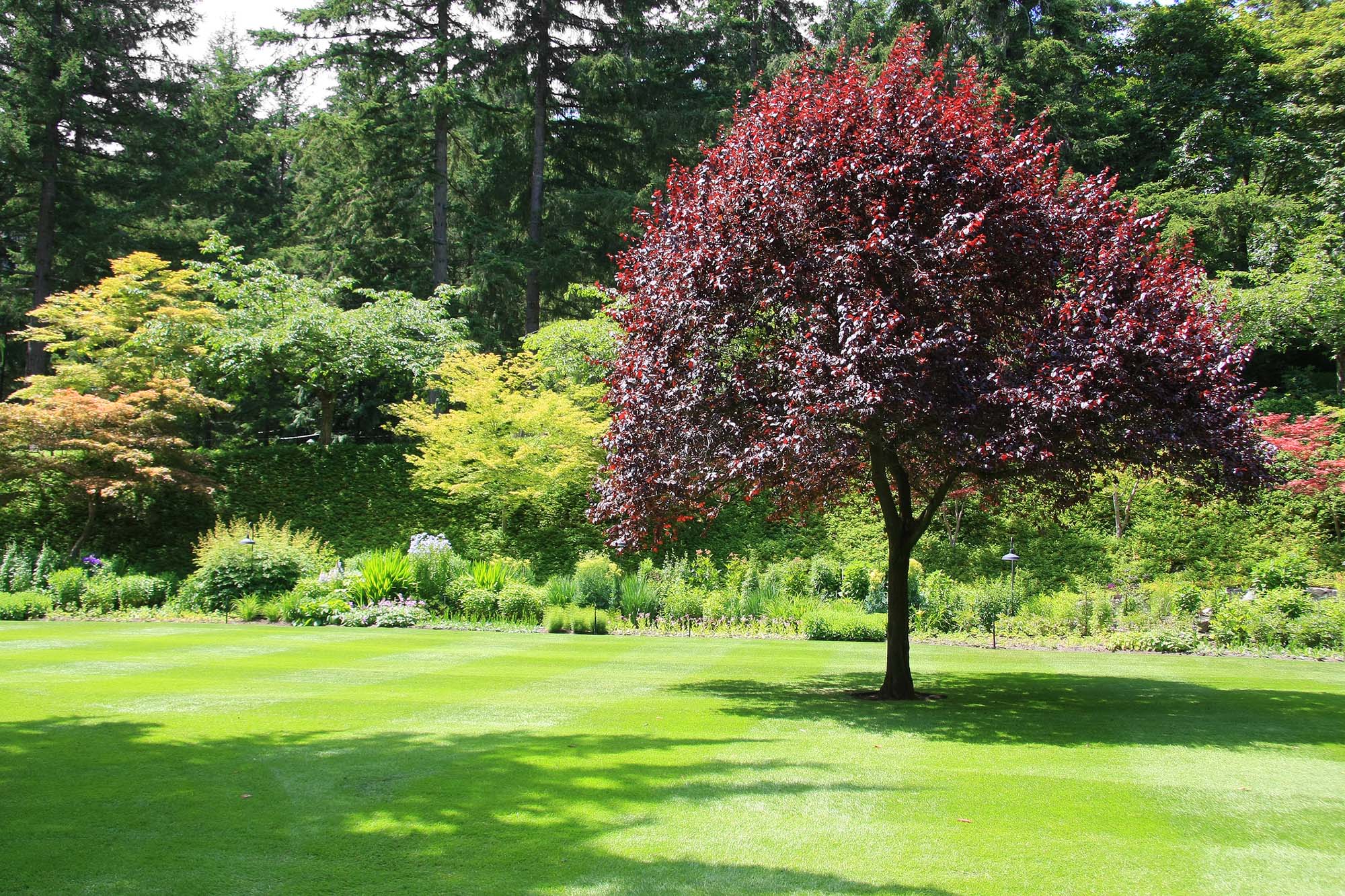 Single cherry tree in a beautiful park garden.
